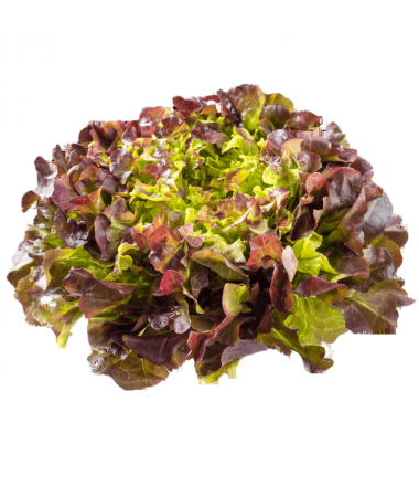 SALADE FEUILLE DE CHENE BRUNE