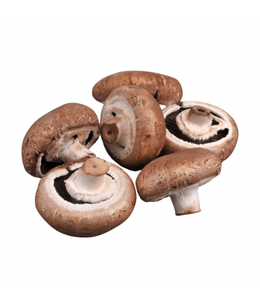 CHAMPIGNON BRUN PIED COUPE