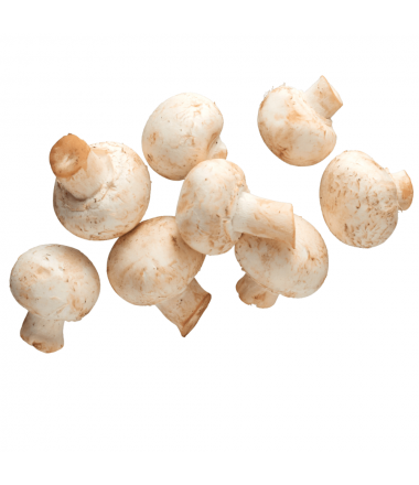 CHAMPIGNON BLANC PIED COUPE