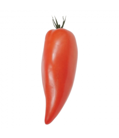 TOMATE CORNUE DES ANDES