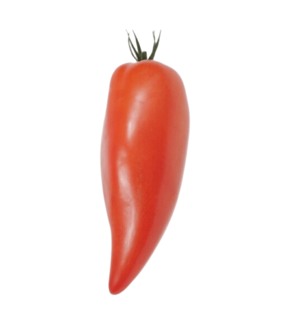 TOMATE CORNUE DES ANDES