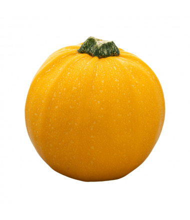 COURGETTE RONDE JAUNE