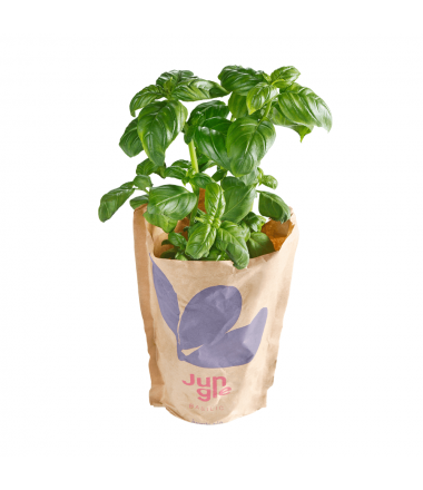BASILIC POT