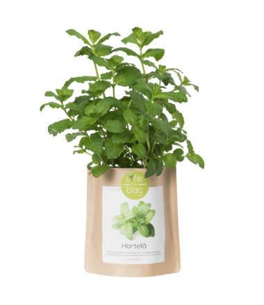 MENTHE POT