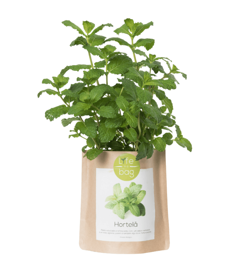 MENTHE POT