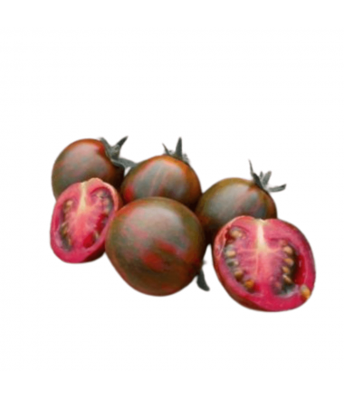 TOMATE ZEBRA
